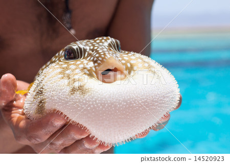 baloon fish 14520923