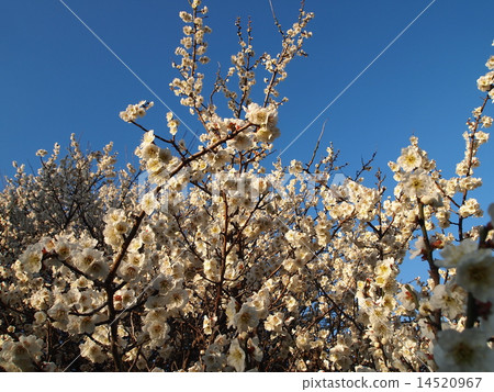 plum	 14520967