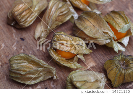 physalis physalis 14521130