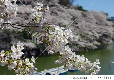 千鳥櫻花在最後 千鳥櫻花在最後 14521153