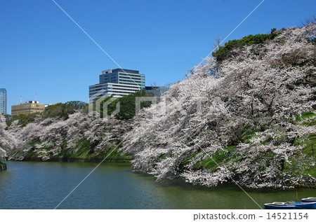 千鳥櫻花在最後 14521154