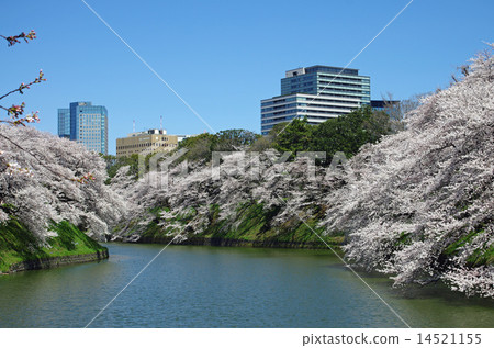 Chidori cherry blossoms at the end Chidori cherry blossoms at the end 14521155