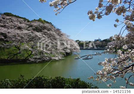 Chidori cherry blossoms at the end Chidori cherry blossoms at the end 14521156