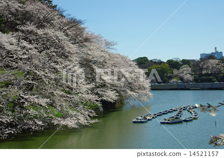 Chidori cherry blossoms at the end Chidori cherry blossoms at the end 14521157