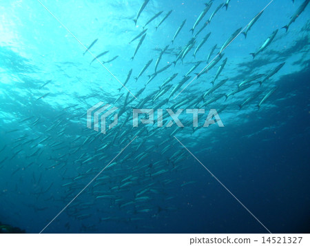 A paradise of Barracuda that I want to see once in Palau A paradise of Barracuda that I want to see once in Palau 14521327