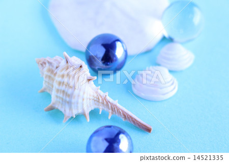 蝸牛和雙殼貝殼的圖像 14521335