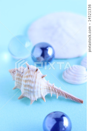 蝸牛和雙殼貝殼的圖像 14521336