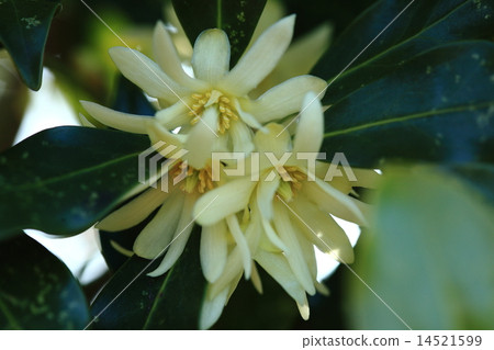 Natural plant shikimi, beautiful flowers bloom but it is a highly toxic plant. There is a dubious atmosphere when you think so 14521599