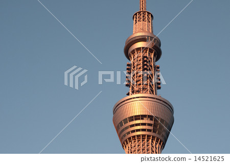Sky tree in the morning sun Sky tree in the morning sun 14521625