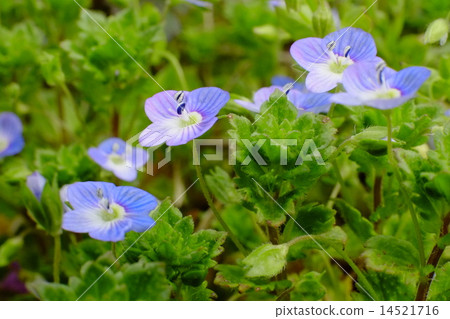 Persian speedwell 14521716