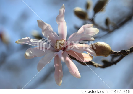 它似乎是日本的一種固有物種,它最初存在於天然植物中,例如公園,但它的分佈區域有限 它似乎是日本的一種固有物種,它最初存在於天然植物中,例如公園,但它的分佈區域有限 14521746