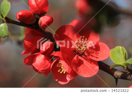 天然植物模糊，美麗的花朵綻放，但它也成為清酒和茶，它似乎有效的疲勞恢復和營養色調② 14521822