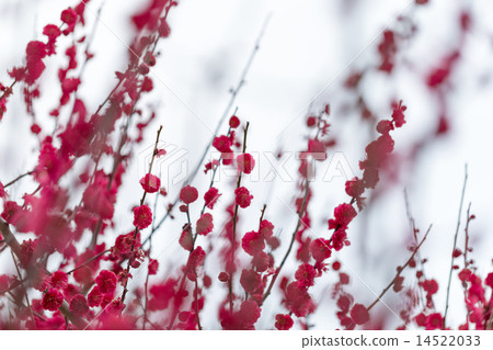 Plum varieties (Kagoshima Red) Plum varieties (Kagoshima Red) 14522033