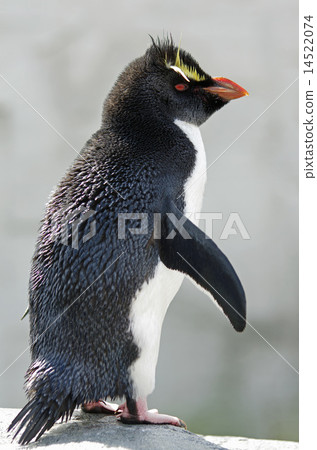 Iwatobi penguins 14522074