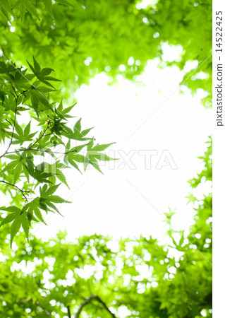 新鮮的綠楓 新鮮的綠楓 14522425