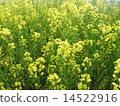 Rape blossoms 14522916