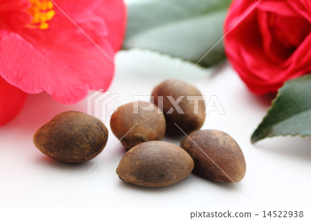 Camellia seeds Camellia seeds 14522938
