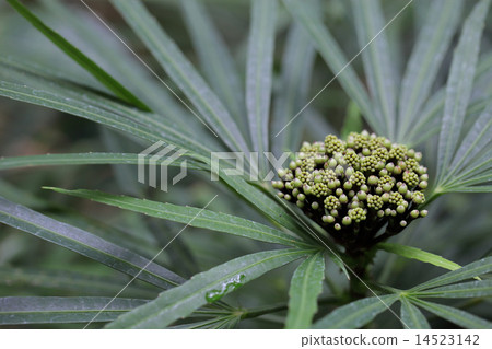 Flowers of Osmoxilon · Linearare Flowers of Osmoxilon · Linearare 14523142