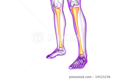 3d render medical illustration of the tibia bone 14523236