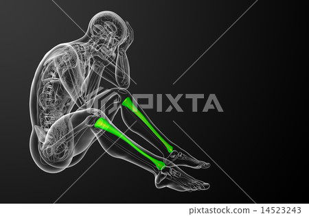 3d render medical illustration of the tibia bone 14523243