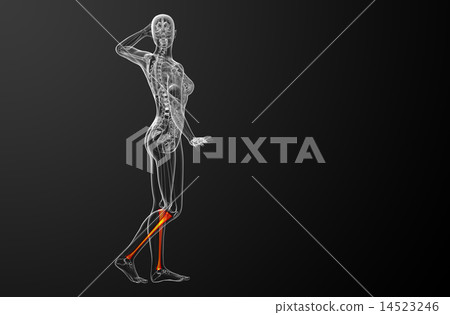 3d render medical illustration of the tibia bone 14523246