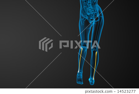 3d rendered illustration of the fibula bone 3d rendered illustration of the fibula bone 14523277