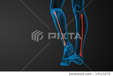 3d rendered illustration of the fibula bone 14523278