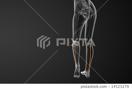 3d rendered illustration of the fibula bone 3d rendered illustration of the fibula bone 14523279