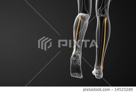 3d rendered illustration of the fibula bone 14523280
