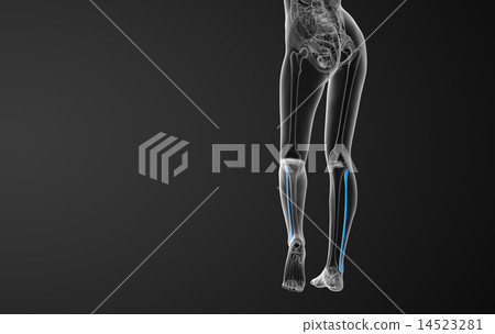 3d rendered illustration of the fibula bone 14523281