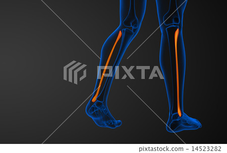 3d rendered illustration of the fibula bone 14523282