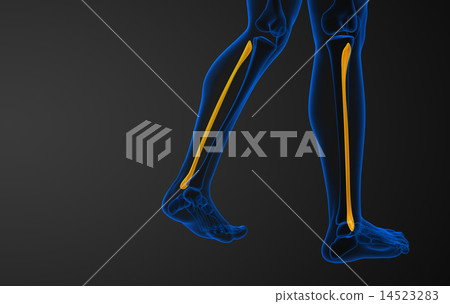 3d rendered illustration of the fibula bone 14523283