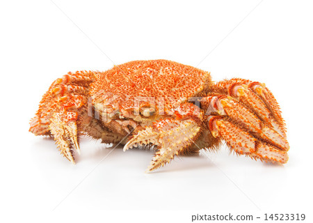  Hairy crab 14523319