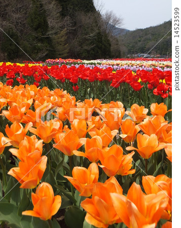 Late Tulip Festival 14523599