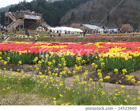 晚鬱金香節 14523600