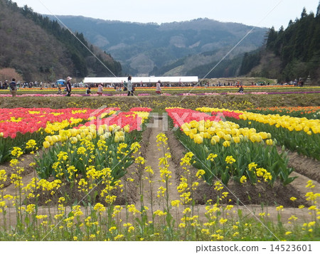 晚鬱金香節 晚鬱金香節 14523601