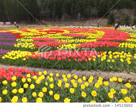 Late Tulip Festival Late Tulip Festival 14523602