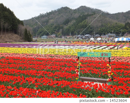 Late Tulip Festival 14523604