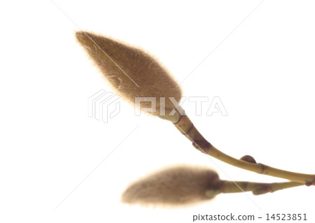 Kobushi's bud 14523851