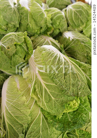 Chinese lettuce on sale Chinese lettuce on sale 14524489