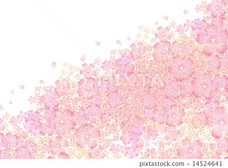 Cherry Blossoms	 14524641