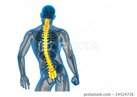 3d render medical illustration of the human spine 3d render medical illustration of the human spine 14524726