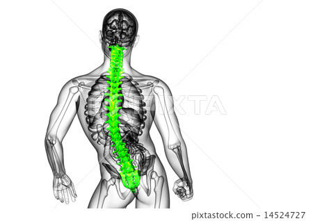 3d render medical illustration of the human spine 14524727