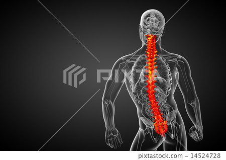 3d render medical illustration of the human spine 3d render medical illustration of the human spine 14524728