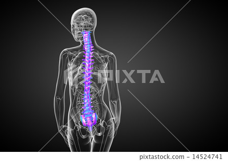 3d render medical illustration of the human spine 3d render medical illustration of the human spine 14524741