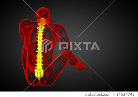 3d render medical illustration of the human spine 3d render medical illustration of the human spine 14524742