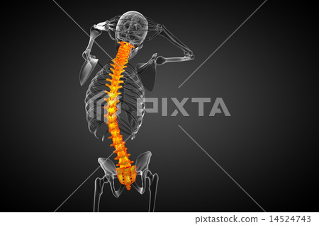 3d render medical illustration of the human spine 3d render medical illustration of the human spine 14524743