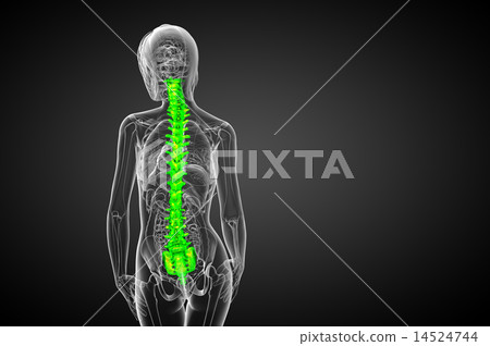 3d render medical illustration of the human spine 14524744