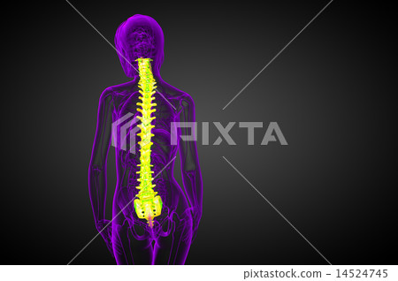3d render medical illustration of the human spine 14524745