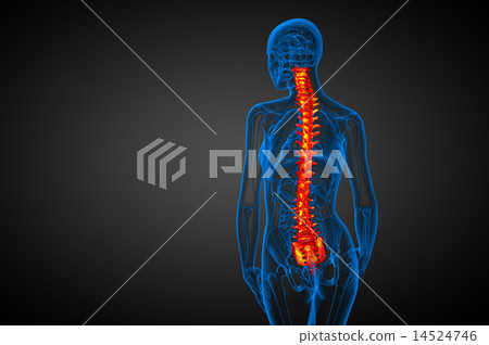 3d render medical illustration of the human spine 3d render medical illustration of the human spine 14524746
